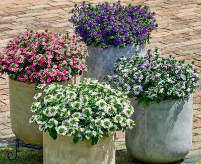 【ガーデニング】暑くても元気でよく咲く“品種にこだわった花”［8選］（サムネイル画像3）