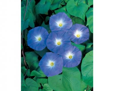 【ガーデニング】夏の風物詩「アサガオ」で涼やかに。夕方まで花が咲く品種など豊富なバリエ（サムネイル画像5）