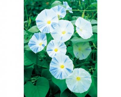 【ガーデニング】夏の風物詩「アサガオ」で涼やかに。夕方まで花が咲く品種など豊富なバリエ（サムネイル画像4）