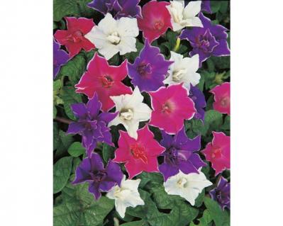 【ガーデニング】夏の風物詩「アサガオ」で涼やかに。夕方まで花が咲く品種など豊富なバリエ（サムネイル画像7）