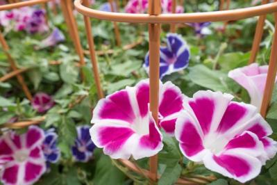 【ガーデニング】夏の風物詩「アサガオ」で涼やかに。夕方まで花が咲く品種など豊富なバリエ（サムネイル画像3）