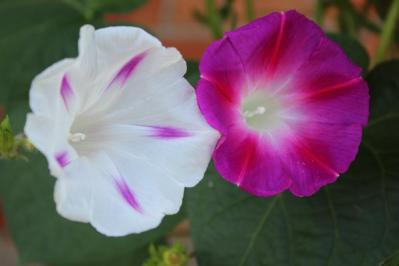 【ガーデニング】夏の風物詩「アサガオ」で涼やかに。夕方まで花が咲く品種など豊富なバリエ（サムネイル画像8）