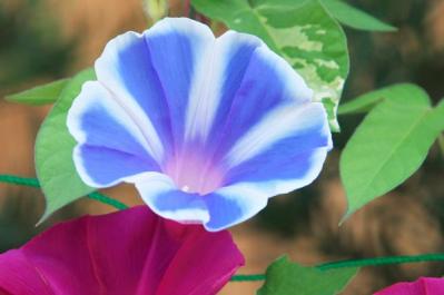 【ガーデニング】夏の風物詩「アサガオ」で涼やかに。夕方まで花が咲く品種など豊富なバリエ（サムネイル画像6）