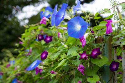 【ガーデニング】夏の風物詩「アサガオ」で涼やかに。夕方まで花が咲く品種など豊富なバリエ（サムネイル画像2）