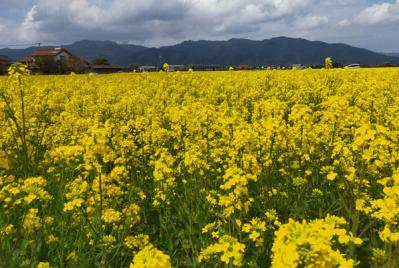 料理研究家　井原裕子さん絶賛のお取り寄せ６選　３時のおやつ・お酒のおとも・愛用オイル【保存版】（サムネイル画像11）