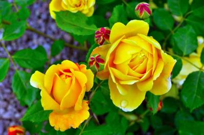 【ガーデニング】初心者必見！育てやすいシュラブローズの魅力と真夏のハダニ対策のコツ（サムネイル画像5）