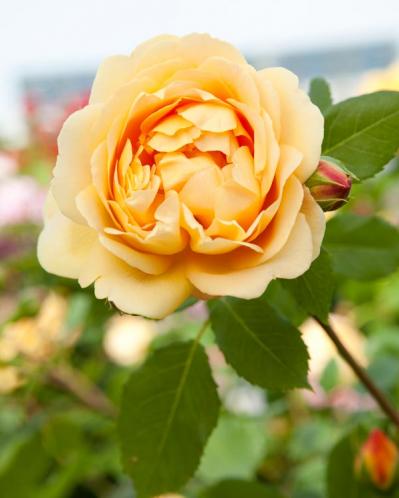 【ガーデニング】初心者必見！育てやすいシュラブローズの魅力と真夏のハダニ対策のコツ（サムネイル画像2）