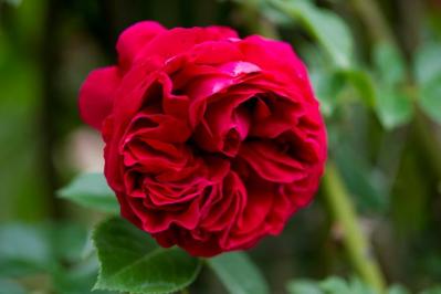 【ガーデニング】初心者必見！育てやすいシュラブローズの魅力と真夏のハダニ対策のコツ（サムネイル画像3）