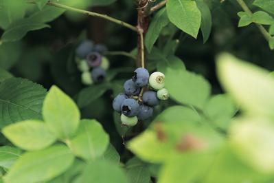 【料理家・中川たまさん】の住み替え実例「50代以降の暮らしを見据え、自然を楽しめる庭つきの戸建てへ」（サムネイル画像8）