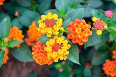 【ガーデニング】暑さに強い！ビタミンカラーの花9選（サムネイル画像10）