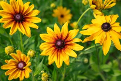 【ガーデニング】暑さに強い！ビタミンカラーの花9選（サムネイル画像5）