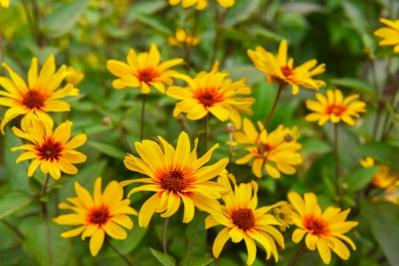 【ガーデニング】暑さに強い！ビタミンカラーの花9選（サムネイル画像7）