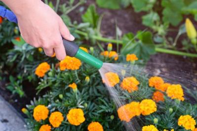 【ガーデニング】暑さに強い！ビタミンカラーの花9選（サムネイル画像12）