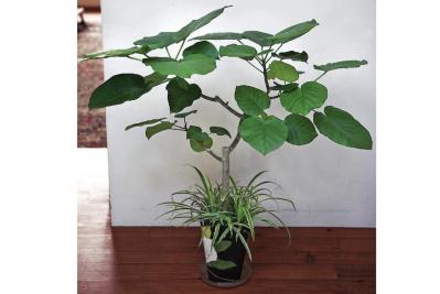 【ガーデニング】室内がすっきり見える！「観葉植物の寄せ植え」アイデア