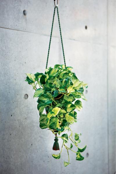 【ガーデニング】気軽におしゃれに楽しめる「観葉植物」のハンギングアイデアとは？（サムネイル画像2）