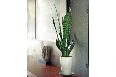 【ガーデニング】マイナスイオンで空気を浄化する観葉植物「サンセベリア」のおしゃれな飾り方とは？