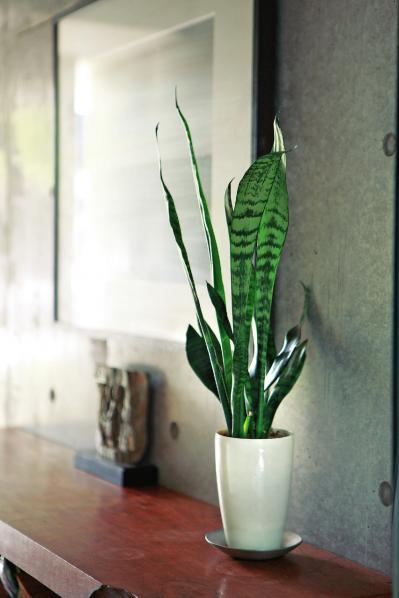 【ガーデニング】マイナスイオンで空気を浄化する観葉植物「サンセベリア」のおしゃれな飾り方とは？（サムネイル画像2）