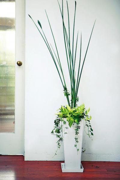 【ガーデニング】室内がすっきり見える！「観葉植物の寄せ植え」アイデア（サムネイル画像2）