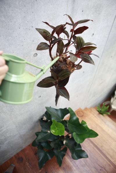 【ガーデニング】気軽におしゃれに楽しめる「観葉植物」のハンギングアイデアとは？（サムネイル画像6）