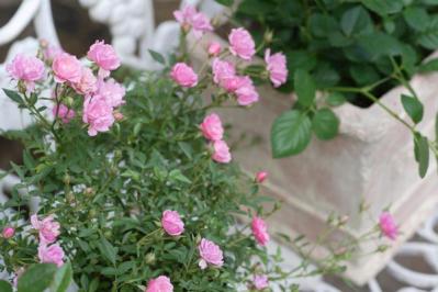 【ガーデニング】秋バラを美しく咲かせるための夏剪定とは？／ミニバラ栽培ガイド（サムネイル画像3）