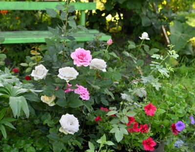 【ガーデニング】秋バラを美しく咲かせるための夏剪定とは？／ミニバラ栽培ガイド（サムネイル画像6）