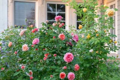 【ガーデニング】秋バラを美しく咲かせるための夏剪定とは？／ミニバラ栽培ガイド（サムネイル画像5）