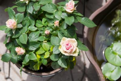 【ガーデニング】秋バラを美しく咲かせるための夏剪定とは？／ミニバラ栽培ガイド（サムネイル画像4）