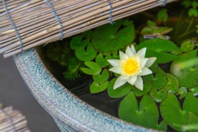 【ガーデニング】水辺で花を咲かせる植物［6選］小さな水鉢でつくるウォーターガーデン（サムネイル画像2）