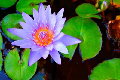 【ガーデニング】水辺で花を咲かせる植物［6選］小さな水鉢でつくるウォーターガーデン（サムネイル画像4）