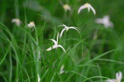 【ガーデニング】水辺で花を咲かせる植物［6選］小さな水鉢でつくるウォーターガーデン（サムネイル画像9）