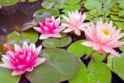 【ガーデニング】水辺で花を咲かせる植物［6選］小さな水鉢でつくるウォーターガーデン