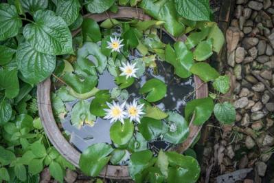 【ガーデニング】水辺で花を咲かせる植物［6選］小さな水鉢でつくるウォーターガーデン（サムネイル画像5）