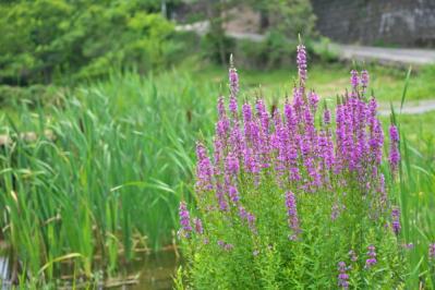 【ガーデニング】水辺で花を咲かせる植物［6選］小さな水鉢でつくるウォーターガーデン（サムネイル画像10）