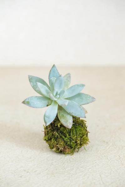 暑い夏は目で涼を楽しむ、苔玉にしたい植物８選【ガーデニング】（サムネイル画像13）