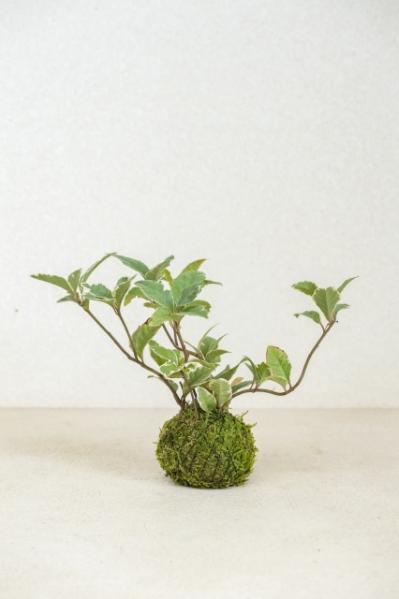 暑い夏は目で涼を楽しむ、苔玉にしたい植物８選【ガーデニング】（サムネイル画像11）