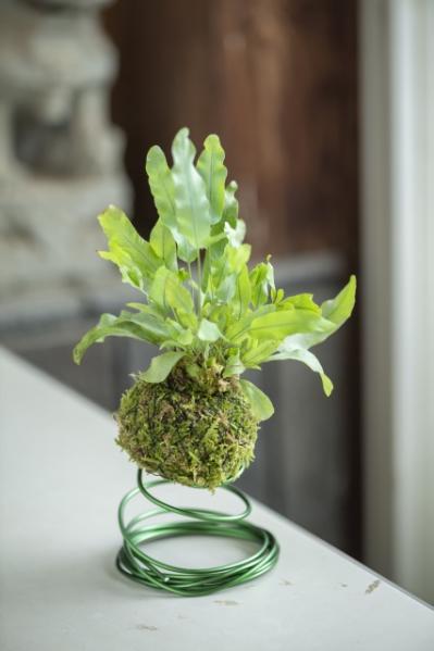 暑い夏は目で涼を楽しむ、苔玉にしたい植物８選【ガーデニング】（サムネイル画像5）