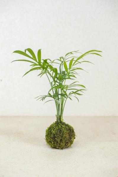 暑い夏は目で涼を楽しむ、苔玉にしたい植物８選【ガーデニング】（サムネイル画像10）