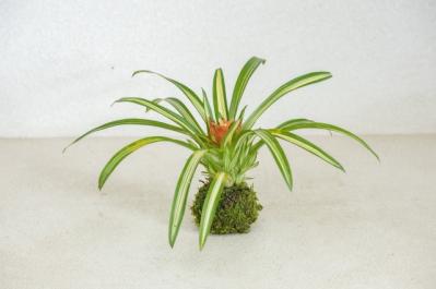 暑い夏は目で涼を楽しむ、苔玉にしたい植物８選【ガーデニング】（サムネイル画像8）