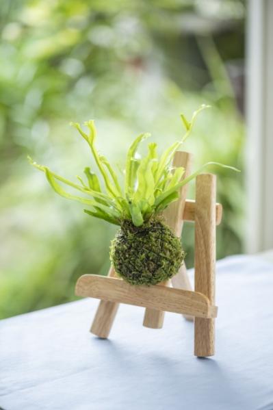 暑い夏は目で涼を楽しむ、苔玉にしたい植物８選【ガーデニング】（サムネイル画像6）