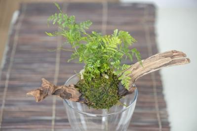 暑い夏は目で涼を楽しむ、苔玉にしたい植物８選【ガーデニング】（サムネイル画像3）