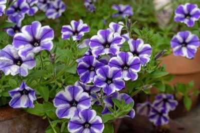 【ガーデニング】晩夏に咲く青い花10選。晩秋まで庭やベランダを彩る（サムネイル画像11）