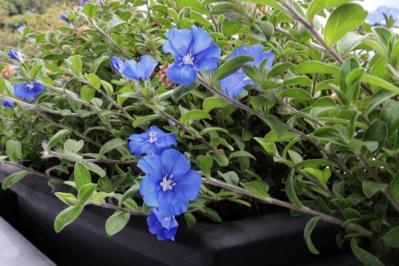 【ガーデニング】晩夏に咲く青い花10選。晩秋まで庭やベランダを彩る（サムネイル画像13）