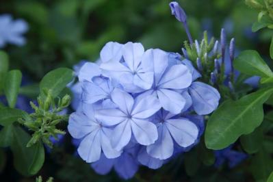 【ガーデニング】晩夏に咲く青い花10選。晩秋まで庭やベランダを彩る（サムネイル画像5）