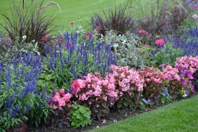 【ガーデニング】晩夏に咲く青い花10選。晩秋まで庭やベランダを彩る（サムネイル画像16）