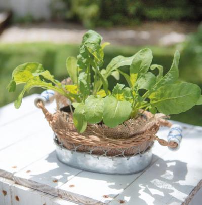 【ガーデニング】初心者でも育てやすいハーブ【ルッコラ】の栽培方法と活用アイデア2選（サムネイル画像5）