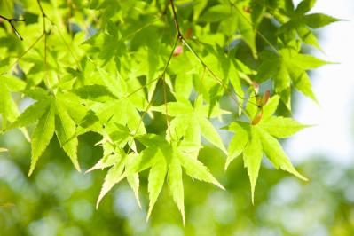 50代からの年金の増やし方【中編】プロが伝授する「繰り下げ受給」の方法とは？（サムネイル画像）