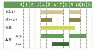 【ガーデニング】初心者でも育てやすいハーブ【ルッコラ】の栽培方法と活用アイデア2選（サムネイル画像2）