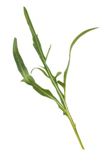 【ガーデニング】初心者でも育てやすいハーブ【ルッコラ】の栽培方法と活用アイデア2選（サムネイル画像4）