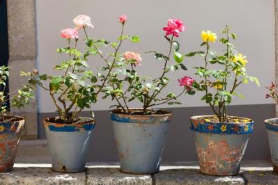 台風10号が上陸予定「その時ガーデンをどう守る？」具体的なバラのお手入れを解説（サムネイル画像6）