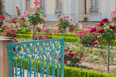 台風10号が上陸予定「その時ガーデンをどう守る？」具体的なバラのお手入れを解説（サムネイル画像3）